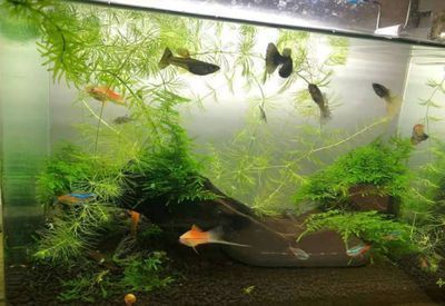 龍魚缸換水需要凈水器嗎，