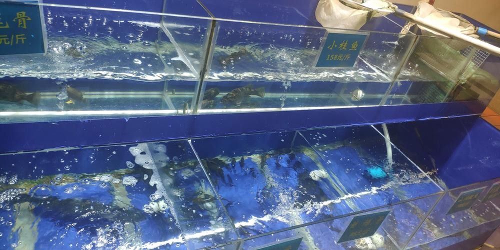 臨江開水族店怎么樣？加盟祥龍魚場賣龍魚市場怎樣？