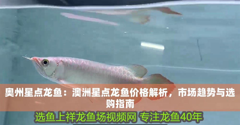 奧州星點龍魚：澳洲星點龍魚價格解析，市場趨勢與選購指南