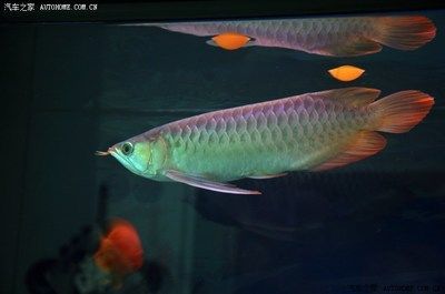 龍魚交流吧（龍魚交流吧是一個專注于龍魚愛好者的在線平臺平臺）