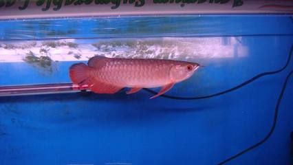 龍魚交流吧（龍魚交流吧是一個專注于龍魚愛好者的在線平臺平臺）