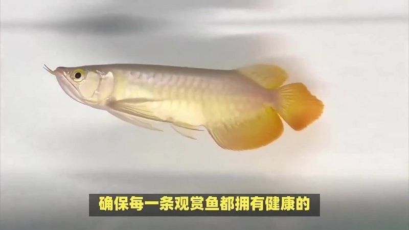 博羅開水族店怎么樣？加盟祥龍魚場賣龍魚市場怎樣？