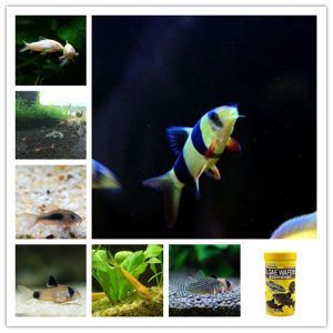 龍魚和三間鼠的混養(yǎng)大小（混養(yǎng)龍魚和三間鼠魚哪個(gè)好？）