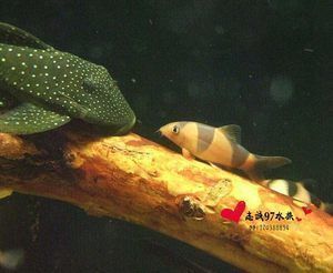 龍魚(yú)和三間鼠的混養(yǎng)大?。ɑ祓B(yǎng)龍魚(yú)和三間鼠魚(yú)哪個(gè)好？）