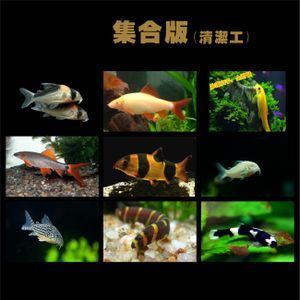 龍魚和三間鼠的混養(yǎng)大小（混養(yǎng)龍魚和三間鼠魚哪個(gè)好？）