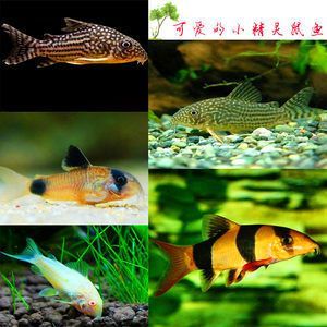 龍魚(yú)和三間鼠的混養(yǎng)大?。ɑ祓B(yǎng)龍魚(yú)和三間鼠魚(yú)哪個(gè)好？）