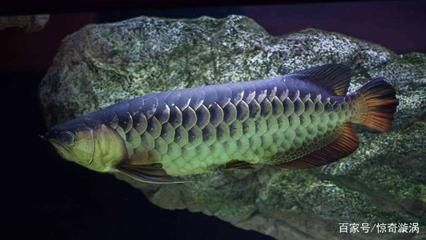 金龍魚什么時候過背：過背金龍魚的過背時間大約在出生后的1到3年之間 金龍魚什么時候過背：過背金龍魚的過背時間大約在出生后的1到3年之間 龍魚百科 第1張