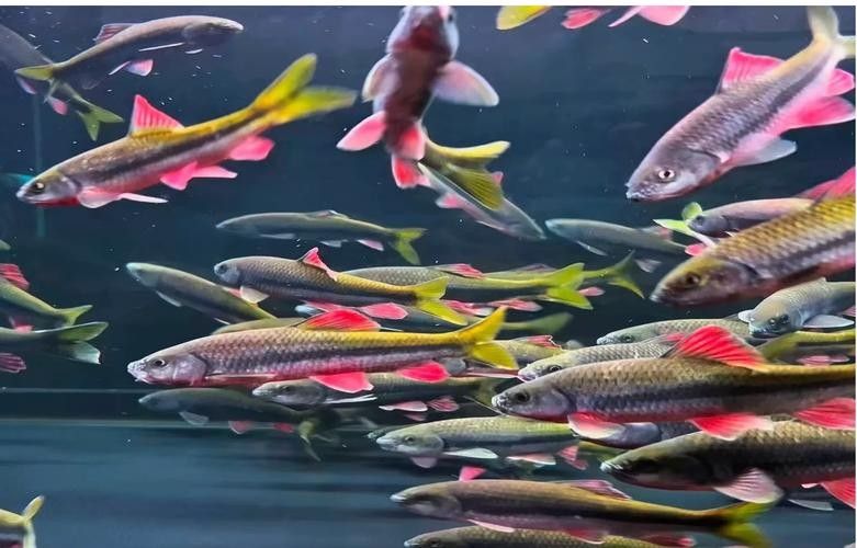 普寧開水族店怎么樣？加盟祥龍魚場賣龍魚市場怎樣？