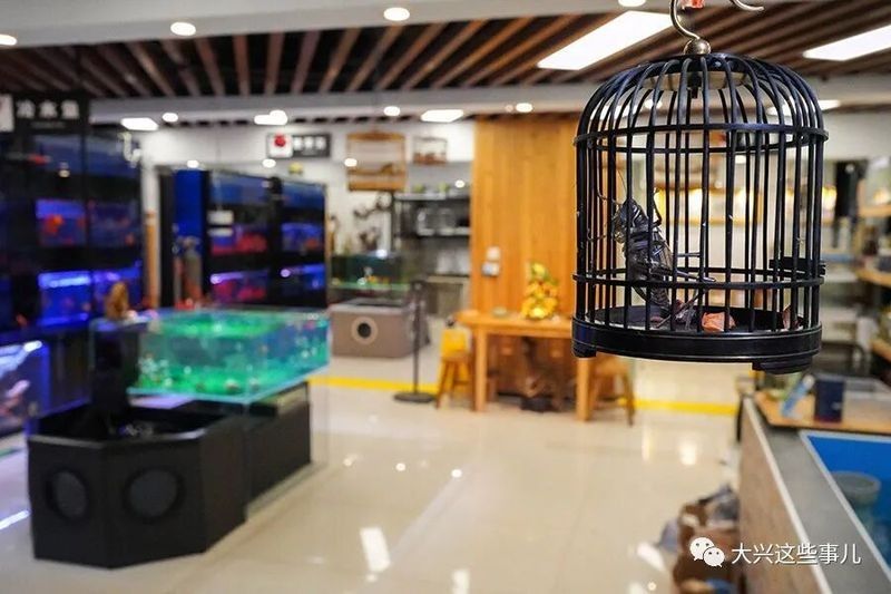 鎮原開水族店怎么樣？加盟祥龍魚場賣龍魚市場怎樣？