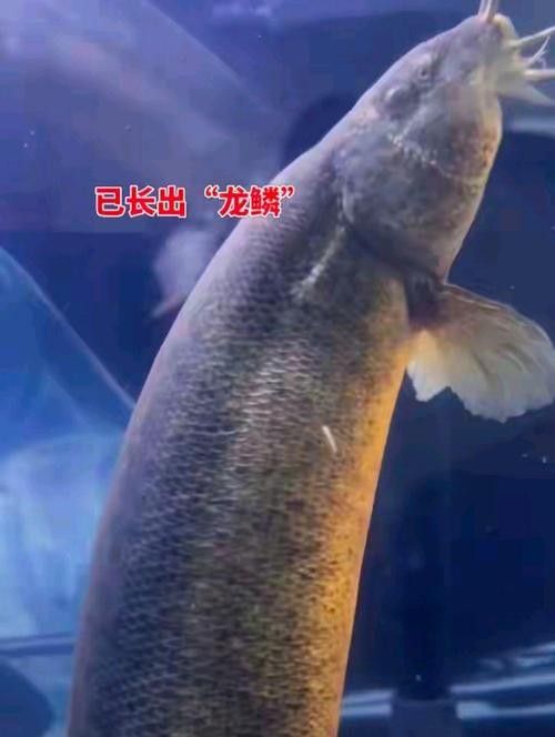 龍鰍的市場價格是多少？ 龍鰍的市場價格是多少？ 龍魚百科 第2張