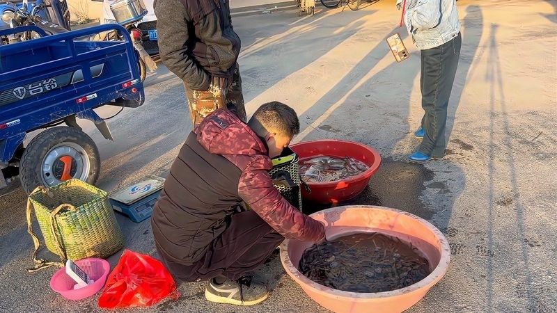 龍鰍的市場價格是多少？ 龍鰍的市場價格是多少？ 龍魚百科 第7張