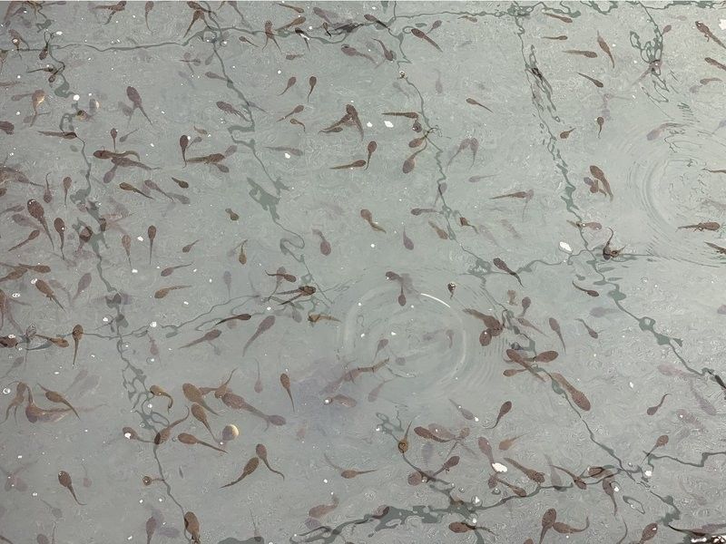 云夢開水族店怎么樣？加盟祥龍魚場賣龍魚市場怎樣？