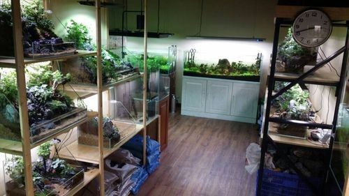 九江縣開水族店怎么樣？加盟祥龍魚場賣龍魚市場怎樣？
