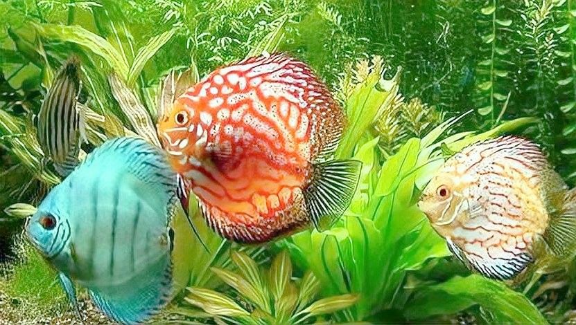 治多開水族店怎么樣？加盟祥龍魚場賣龍魚市場怎樣？