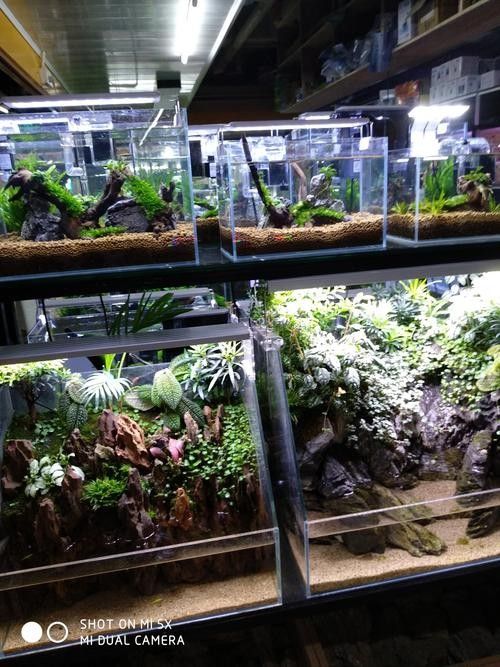 大理州開(kāi)水族店怎么樣？加盟祥龍魚場(chǎng)賣龍魚市場(chǎng)怎樣？ 大理州開(kāi)水族店怎么樣？加盟祥龍魚場(chǎng)賣龍魚市場(chǎng)怎樣？ 水族館百科（水族館加盟） 第5張