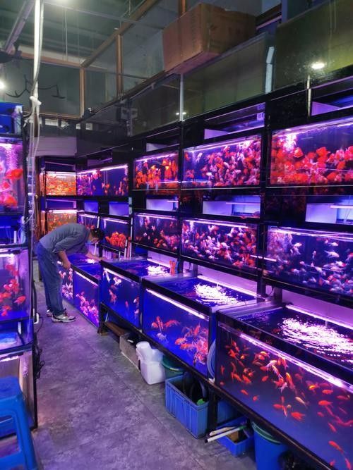 海滄開水族店怎么樣？加盟祥龍魚場賣龍魚市場怎樣？