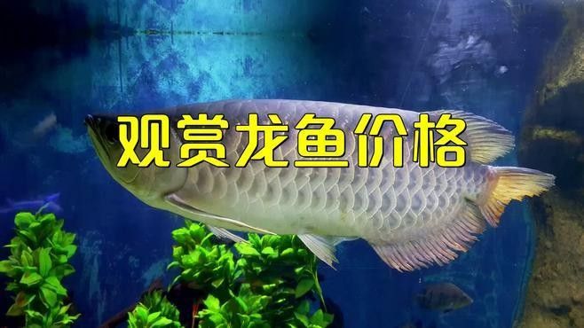 易門開水族店怎么樣？加盟祥龍魚場賣龍魚市場怎樣？