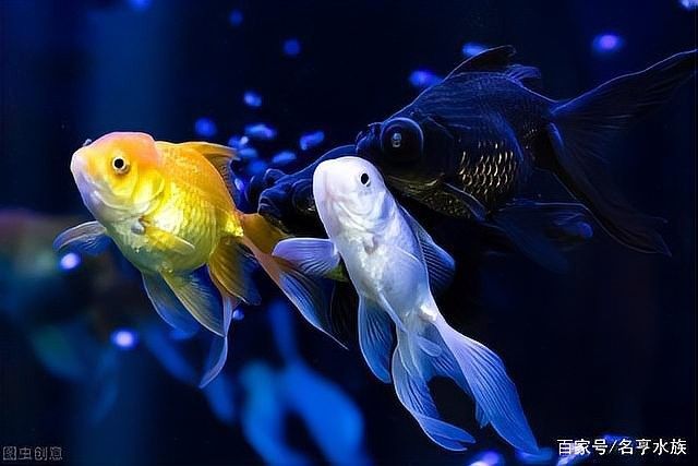 社旗開水族店怎么樣？加盟祥龍魚場賣龍魚市場怎樣？