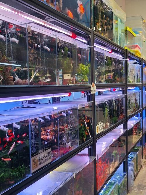 蕭縣開水族店怎么樣？加盟祥龍魚場賣龍魚市場怎樣？