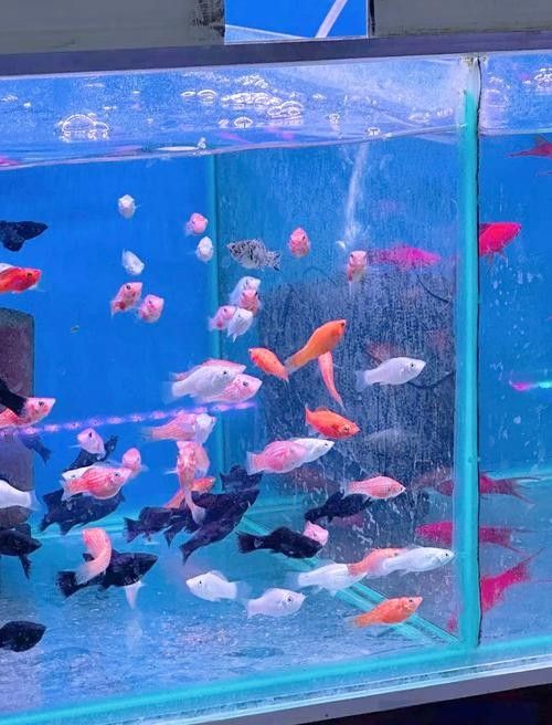 蕭縣開水族店怎么樣？加盟祥龍魚場賣龍魚市場怎樣？