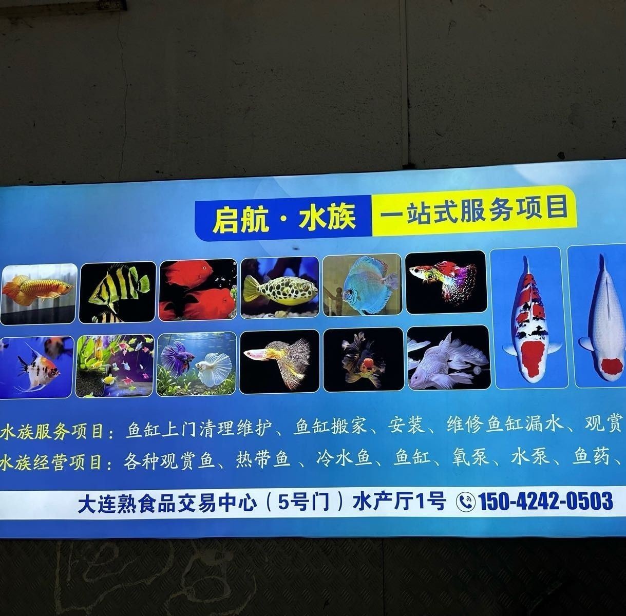 沙河口開水族店怎么樣？加盟祥龍魚場賣龍魚市場怎樣？