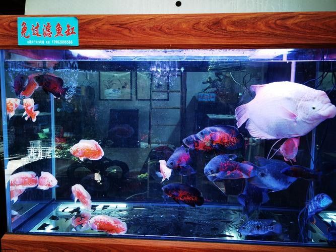 禪城開水族店怎么樣？加盟祥龍魚場賣龍魚市場怎樣？