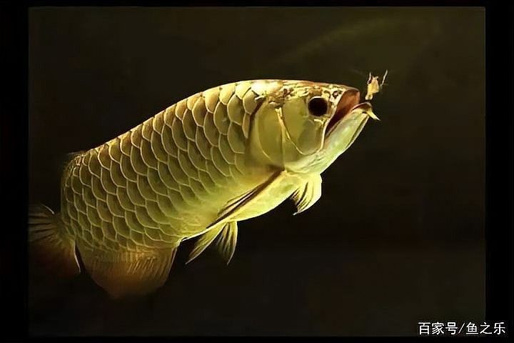 藍(lán)田開(kāi)水族店怎么樣？加盟祥龍魚(yú)場(chǎng)賣龍魚(yú)市場(chǎng)怎樣？