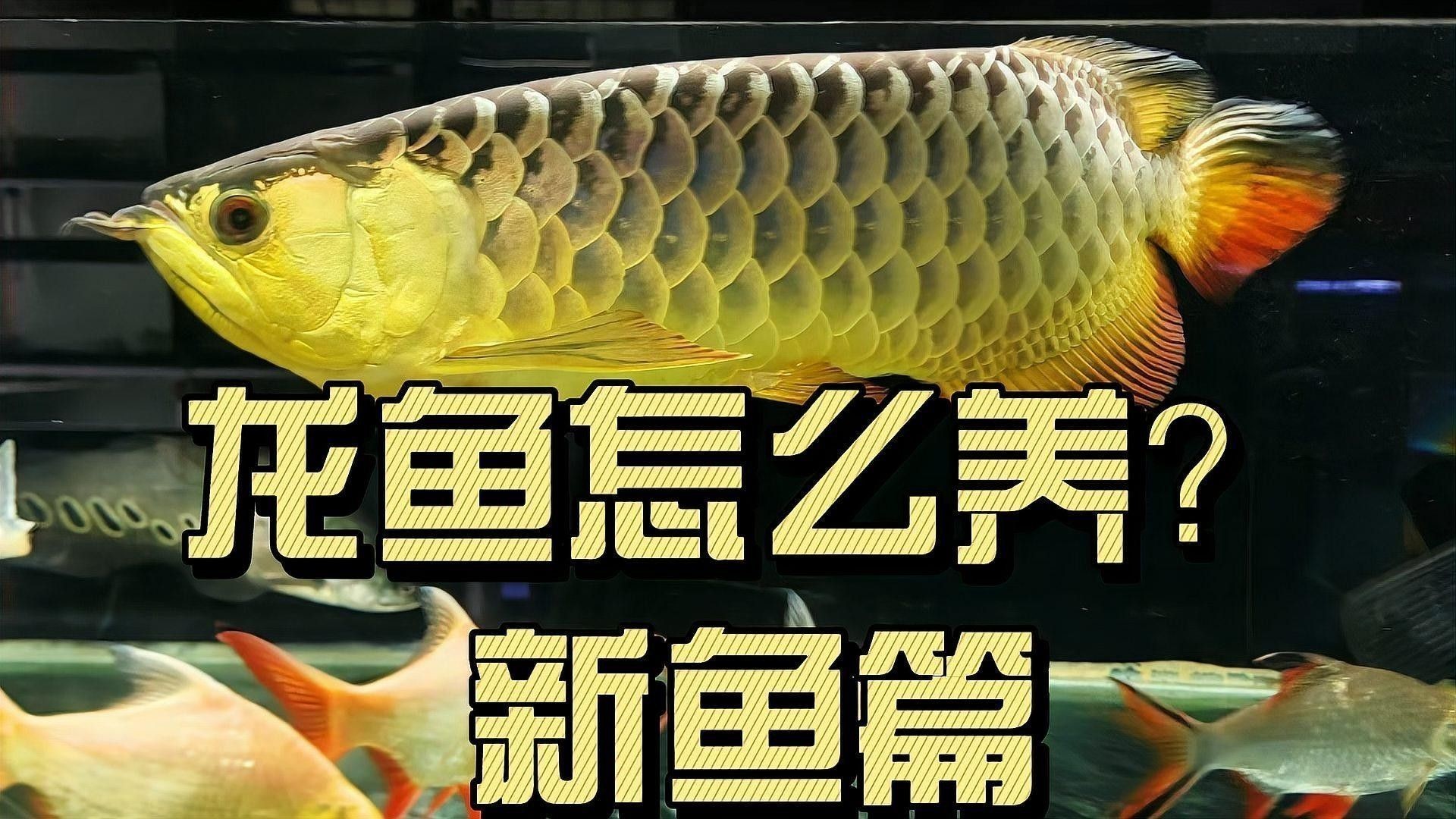 申扎開水族店怎么樣？加盟祥龍魚場賣龍魚市場怎樣？