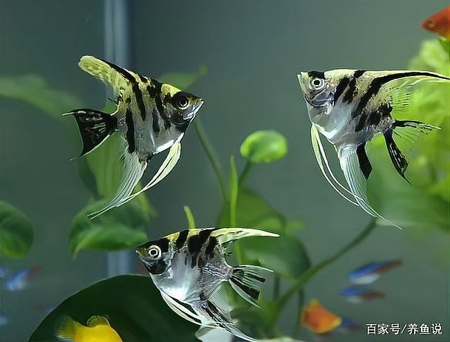 納雍開水族店怎么樣？加盟祥龍魚場賣龍魚市場怎樣？