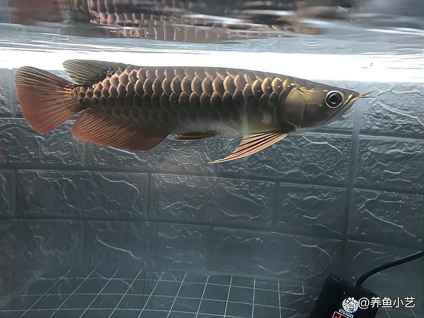 屯留開水族店怎么樣？加盟祥龍魚場賣龍魚市場怎樣？