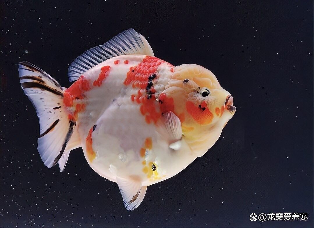 鷹手營(yíng)子礦開(kāi)水族店怎么樣？加盟祥龍魚(yú)場(chǎng)賣(mài)龍魚(yú)市場(chǎng)怎樣？