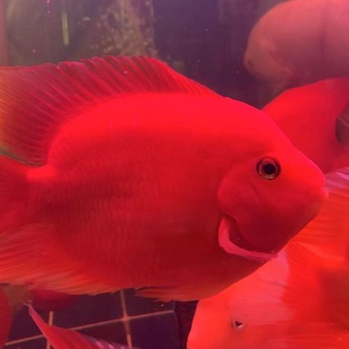 濠江開水族店怎么樣？加盟祥龍魚場賣龍魚市場怎樣？