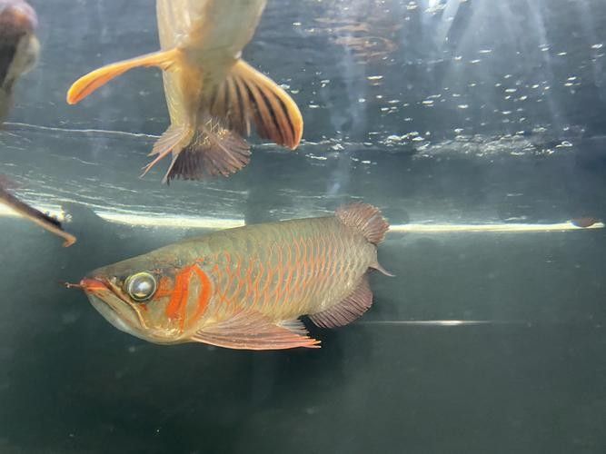 龍魚會互咬嗎圖片