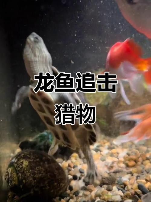 龍魚會互咬嗎圖片