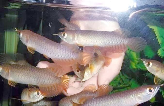 龍魚會互咬嗎圖片