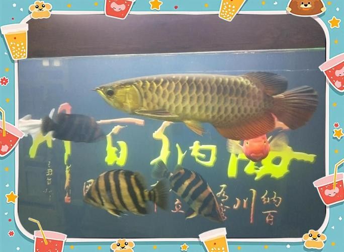 龍魚會互咬嗎圖片