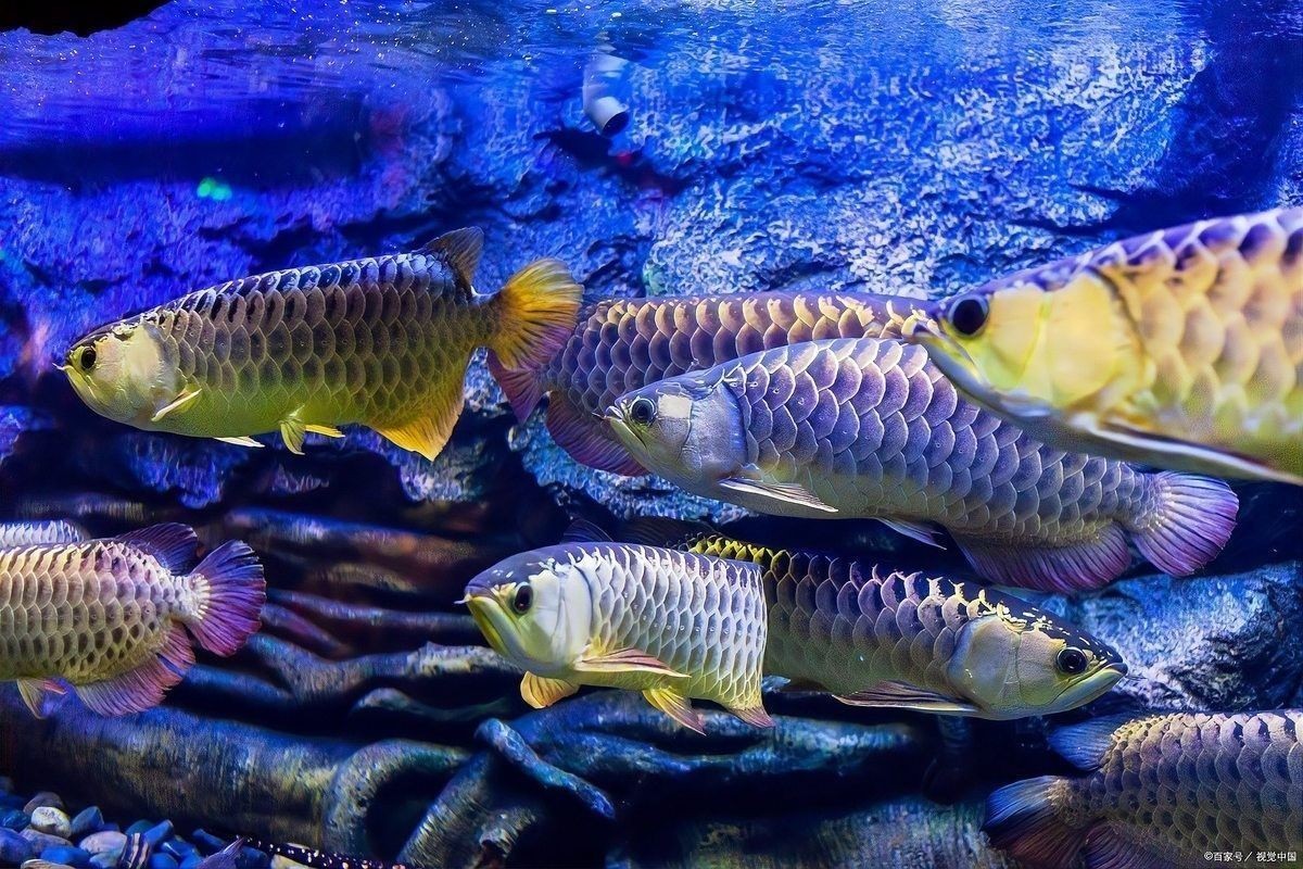 龍魚會互咬嗎圖片