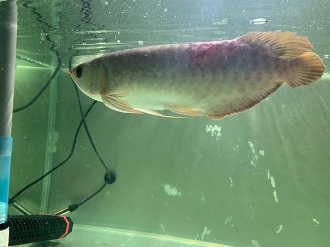 龍魚會互咬嗎圖片