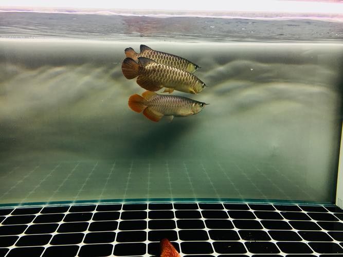 龍魚會互咬嗎圖片