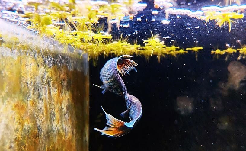 龍魚會互咬嗎圖片