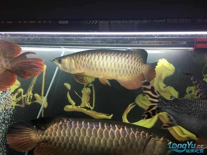 龍魚會互咬嗎圖片