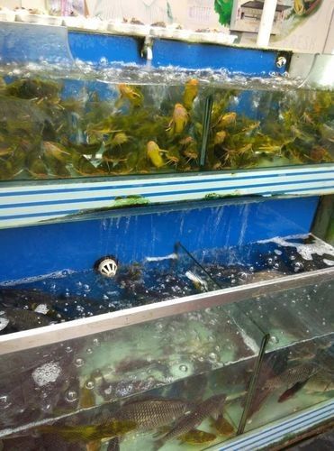 江夏開水族店怎么樣？加盟祥龍魚場賣龍魚市場怎樣？