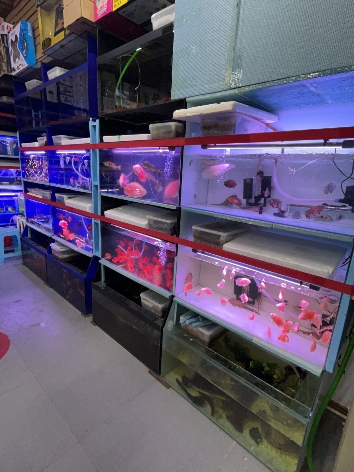 通州開水族店怎么樣？加盟祥龍魚場賣龍魚市場怎樣？