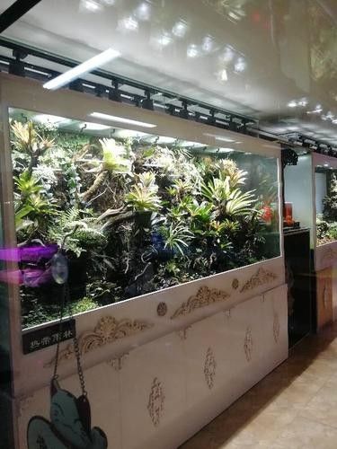 高青開水族店怎么樣？加盟祥龍魚場賣龍魚市場怎樣？