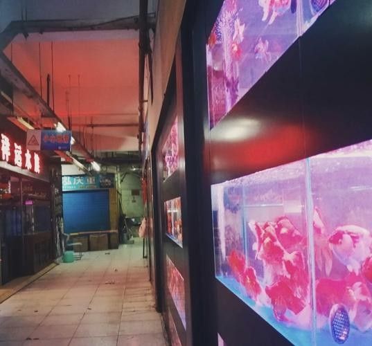 渝中開水族店怎么樣？加盟祥龍魚場賣龍魚市場怎樣？