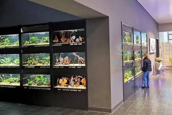 米脂開水族店怎么樣？加盟祥龍魚場賣龍魚市場怎樣？
