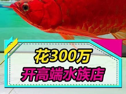 霍邱開水族店怎么樣？加盟祥龍魚場(chǎng)賣龍魚市場(chǎng)怎樣？
