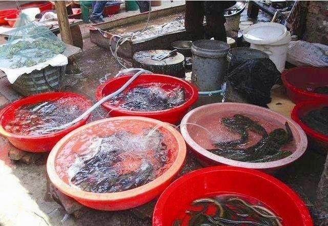 沾益開水族店怎么樣？加盟祥龍魚場賣龍魚市場怎樣？