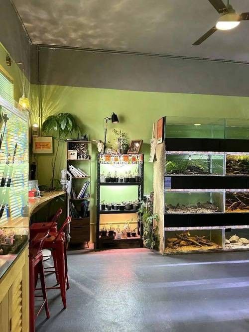 新撫開水族店怎么樣？加盟祥龍魚場賣龍魚市場怎樣？