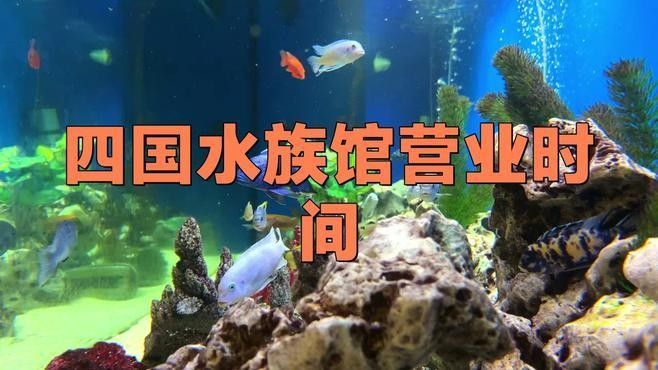 劍川開水族店怎么樣？加盟祥龍魚場賣龍魚市場怎樣？